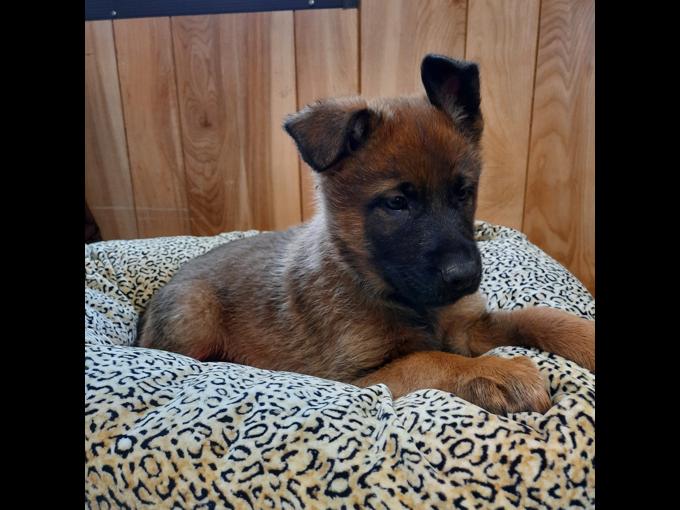 German Shepherd Mix