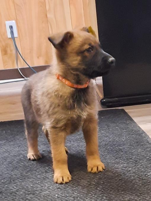 German Shepherd Mix