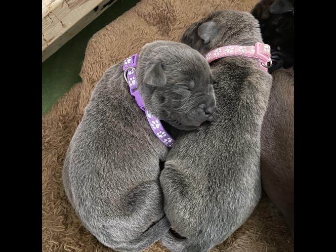 Cane corso