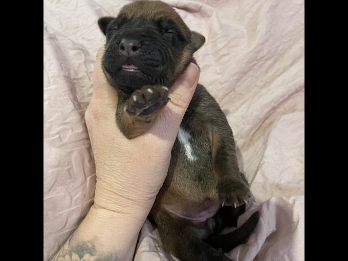 Cane corso