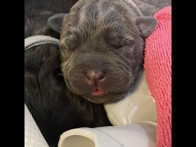 Cane corso