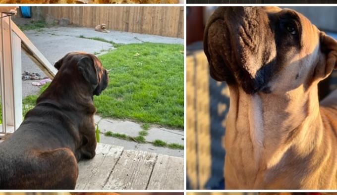Cane corso