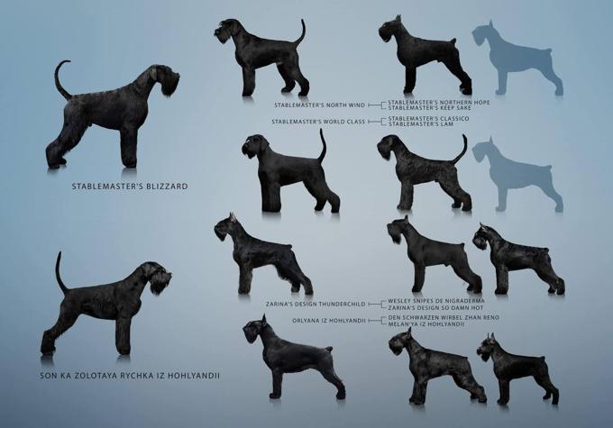 Riesenschnauzer
