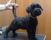 Riesenschnauzer