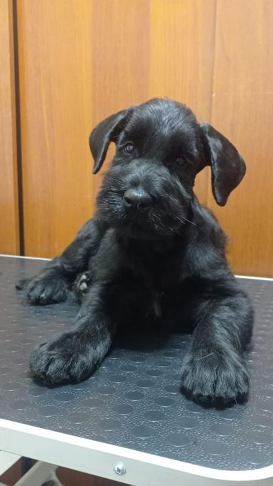 Riesenschnauzer