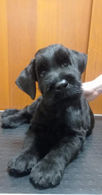 Riesenschnauzer