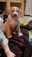 American Staffordshire Bully XL