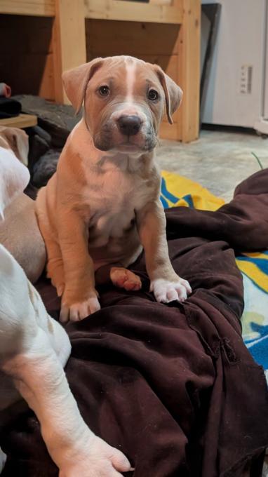 American Staffordshire Bully XL