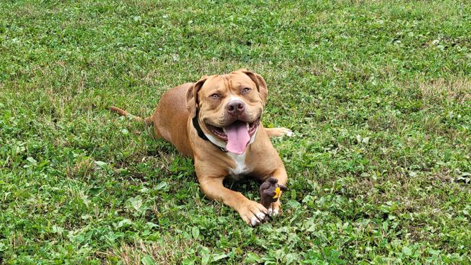 American Staffordshire Bully XL