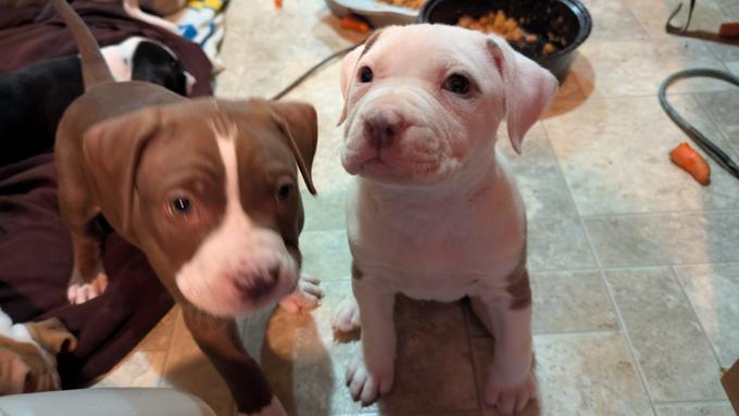 American Staffordshire Bully XL