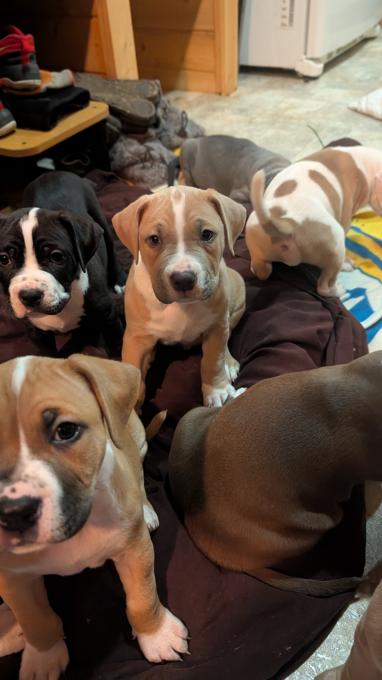 American Staffordshire Bully XL
