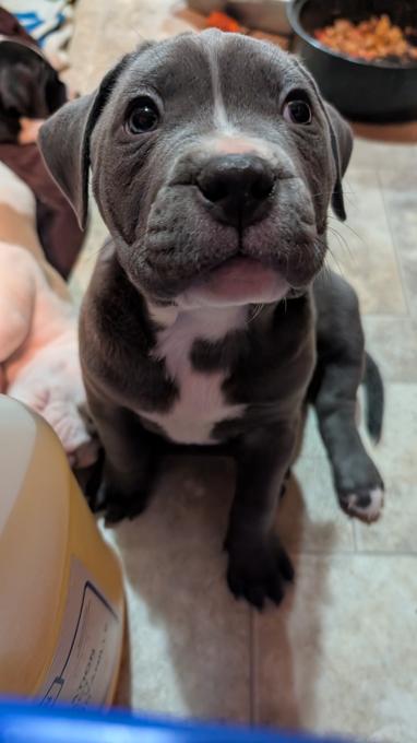 American Staffordshire Bully XL