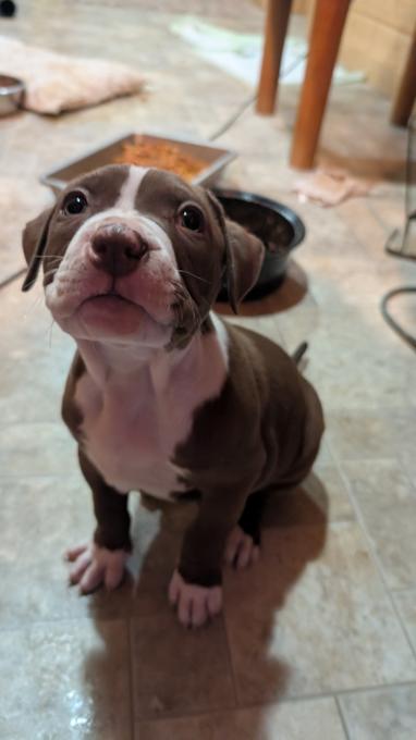 American Staffordshire Bully XL