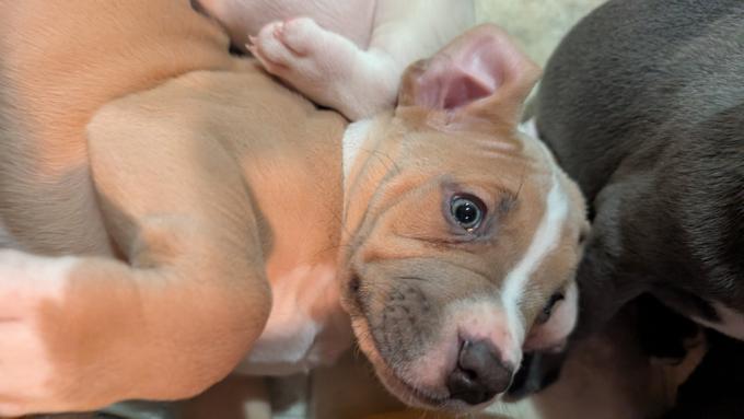 American Staffordshire Bully XL