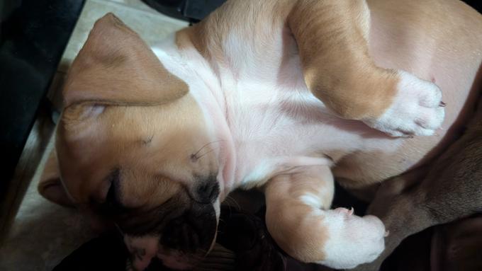American Staffordshire Bully XL