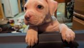 American Staffordshire Bully XL