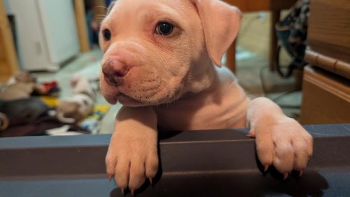 American Staffordshire Bully XL