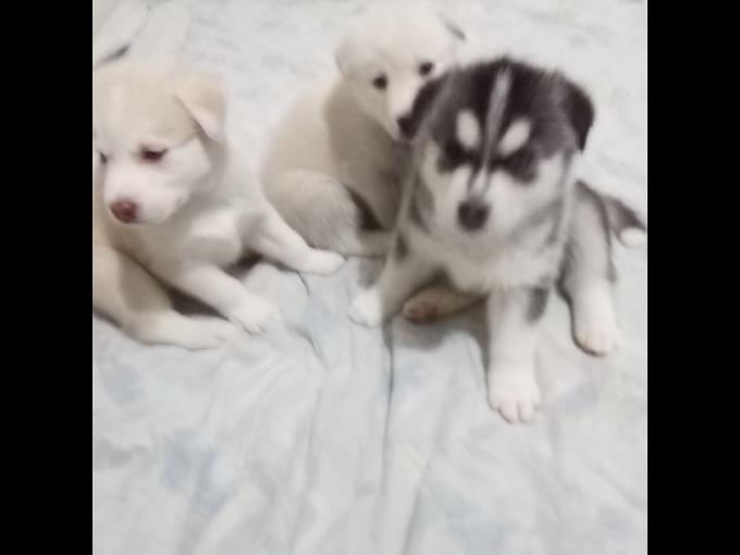 Siberian Husky