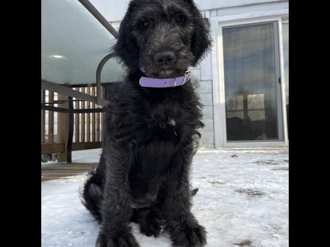 Irish Wolfhound / Standard poodle