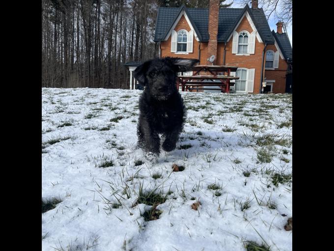 Irish Wolfhound / Standard poodle