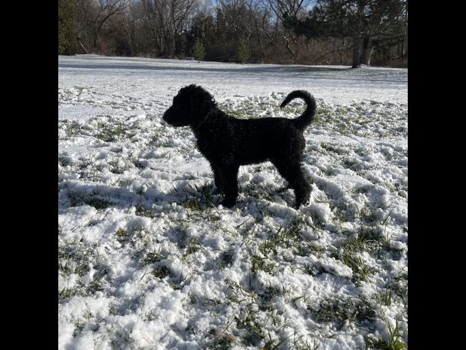 Irish Wolfhound / Standard poodle