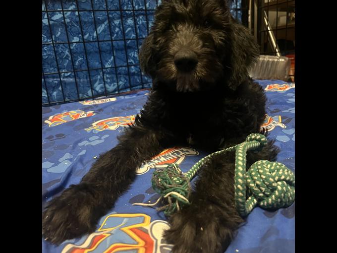 Irish Wolfhound / Standard poodle