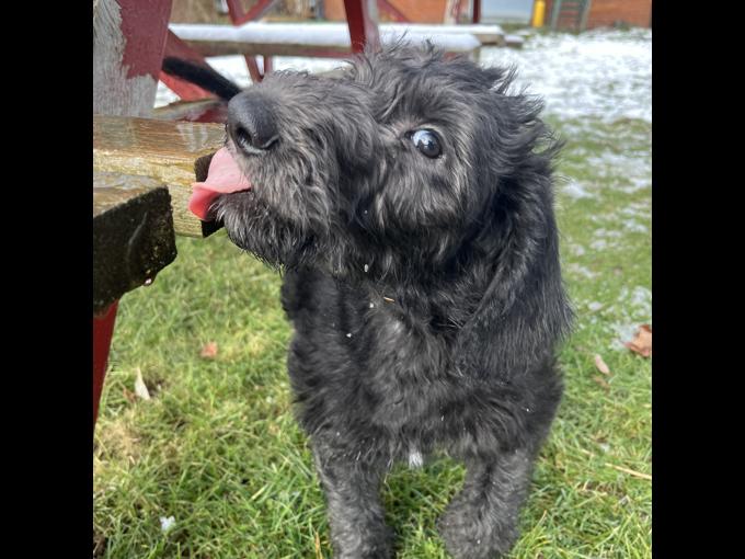 Irish Wolfhound / Standard poodle