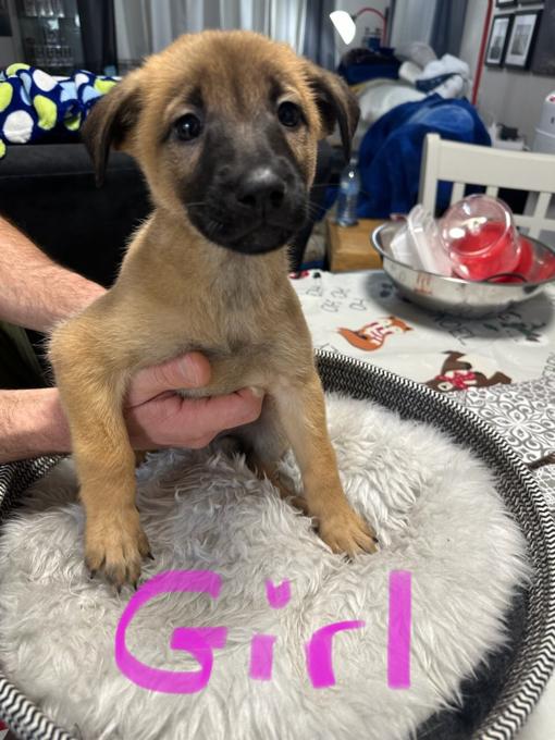 Malinois