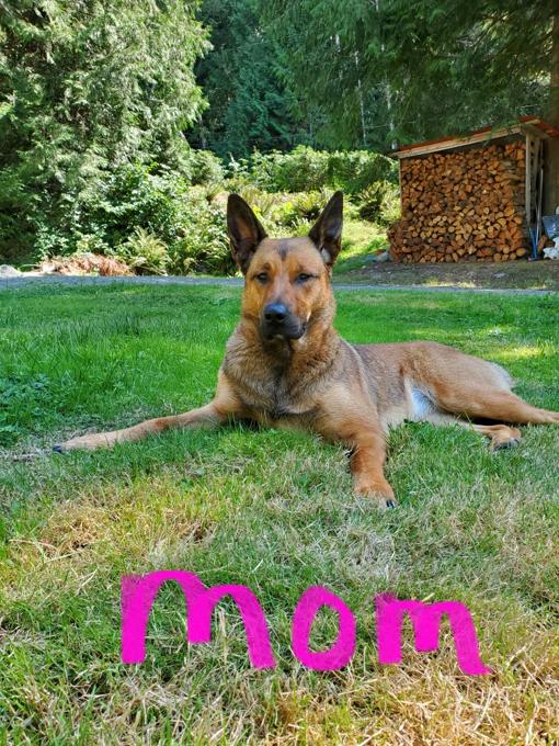Malinois