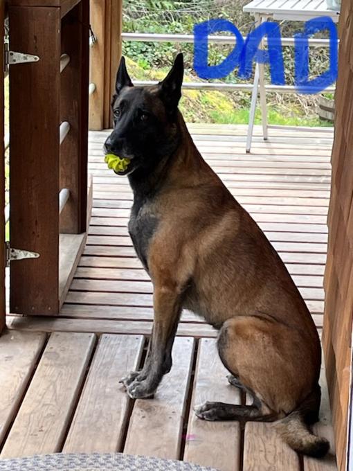 Malinois