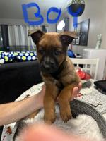 Malinois