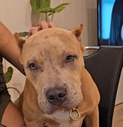 American bully