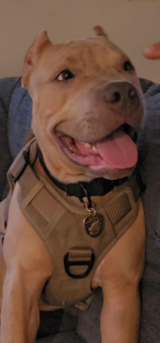 American bully