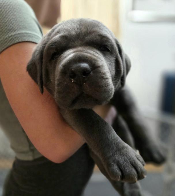 Italian Mastiff/Cane Corso