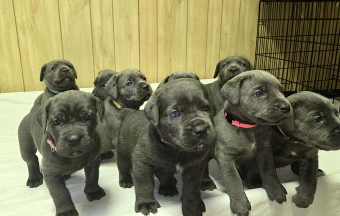 Italian Mastiff/Cane Corso