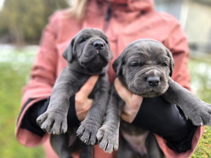 Italian Mastiff/Cane Corso
