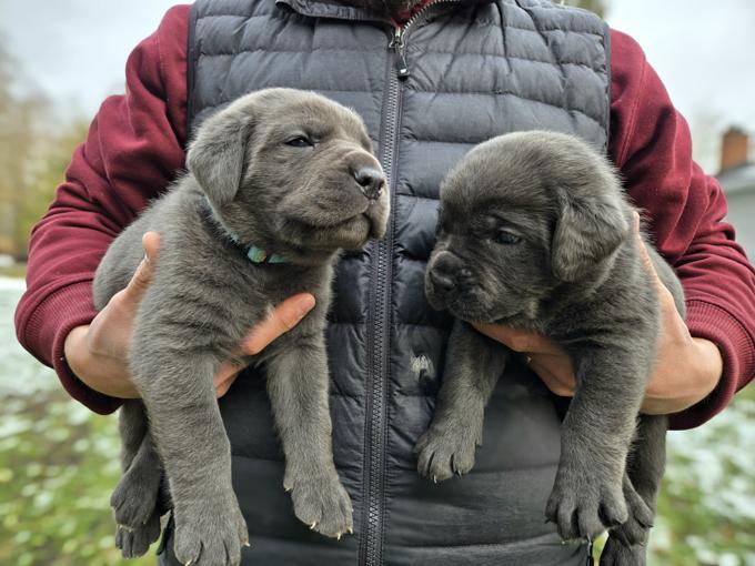 Italian Mastiff/Cane Corso