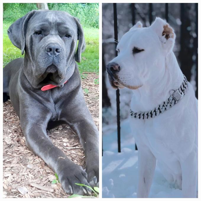 Italian Mastiff/Cane Corso