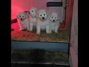 Great Pyrenees