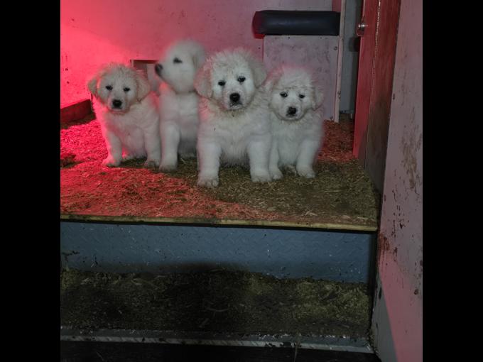 Great Pyrenees