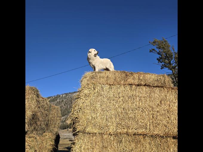 Great Pyrenees