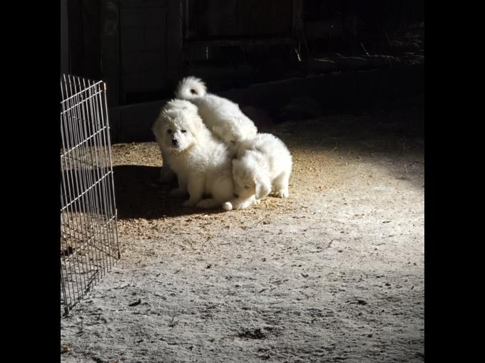 Great Pyrenees