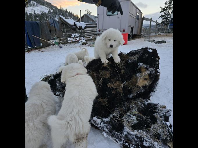 Great Pyrenees