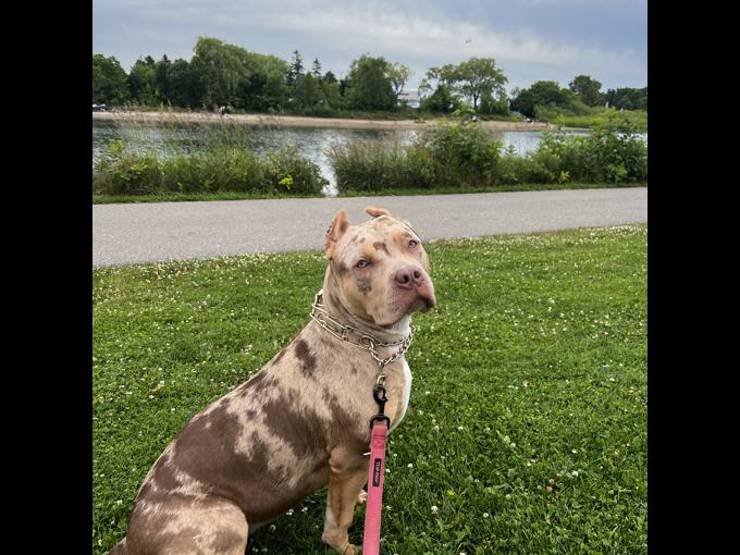 American bulldog XL