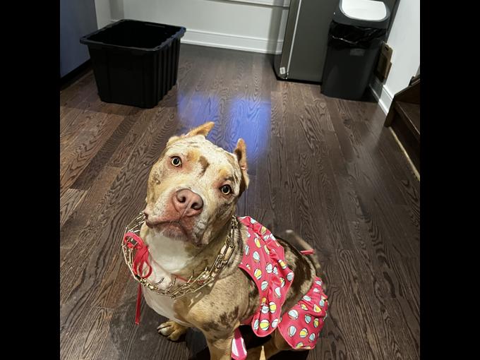 American bulldog XL