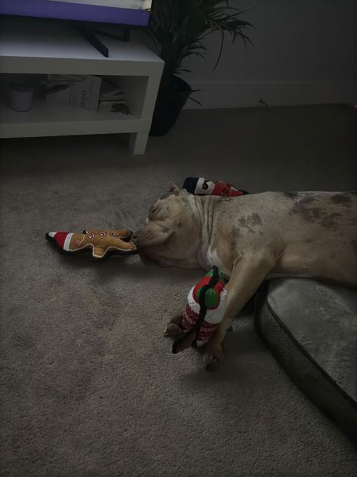 American bulldog XL