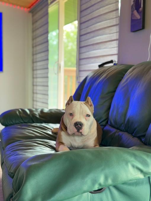 American bully
