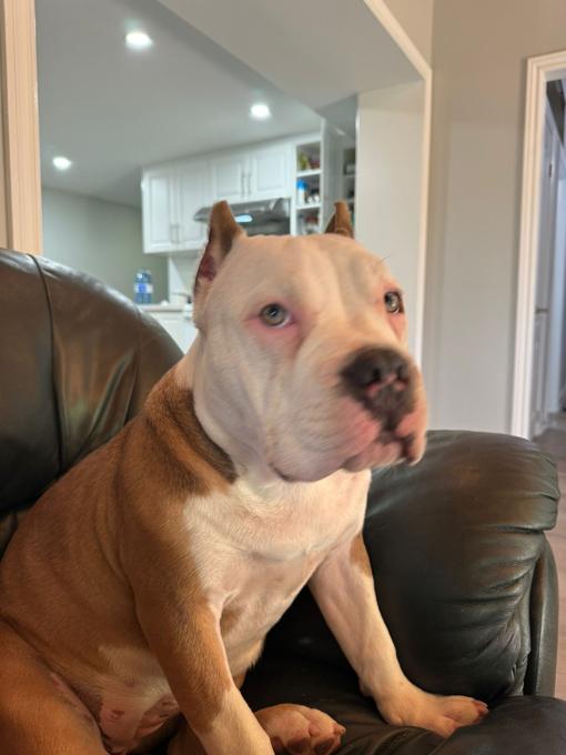 American bully