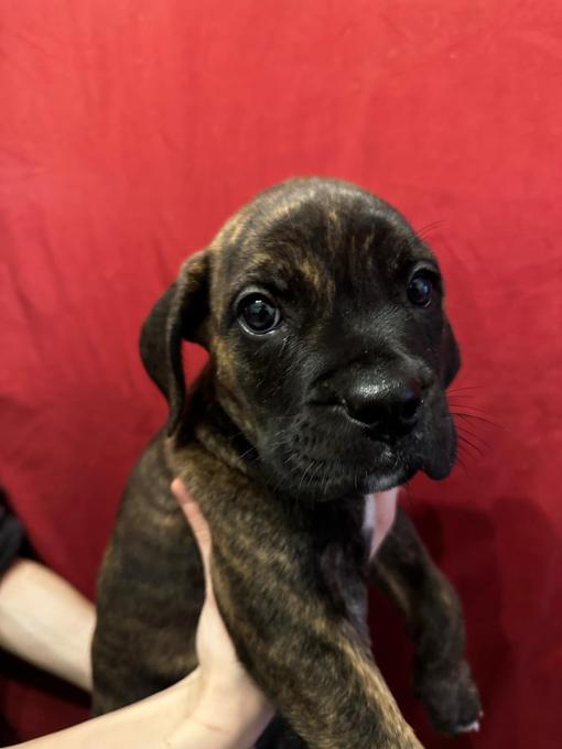 Cane Corso / Pressa Canario