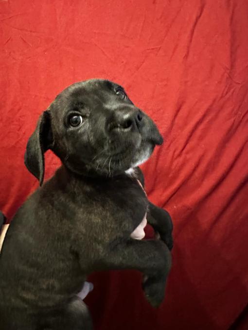 Cane Corso / Pressa Canario